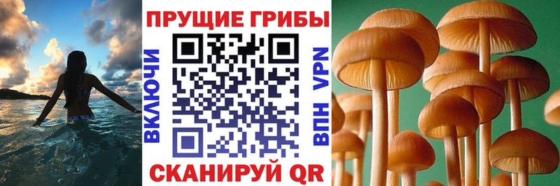 Галлюциногенные грибы Psilocybine cubensis  Невинномысск 
